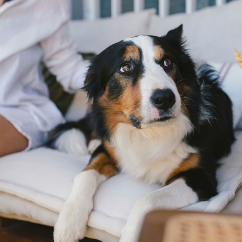 A dog sitting on a couch next to a woman.